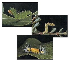 Cover photo of three species of caterpillars