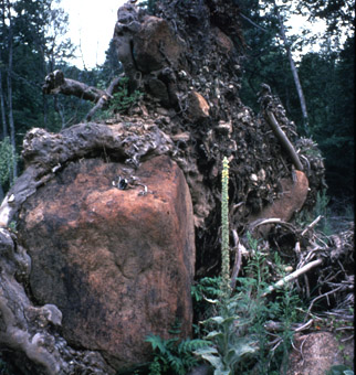 Toppled tree with large root bound boulder was incorporated and carried along by the debris flow. 