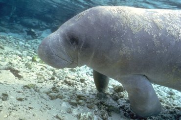 close up of a manatee