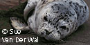 Harbor Seal Pup, © Sue Van Der Wal