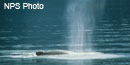 Humpback whale spout
