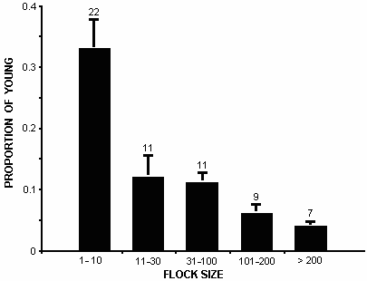 Figure 2: Bar graph showing proportion of young by flock size.