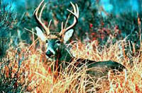 white-tailed deer in its habitat