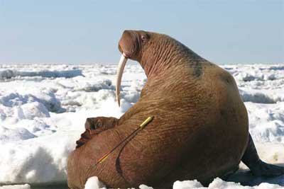 Image of tagged walrus