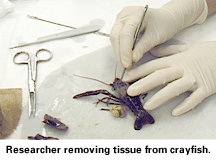 crayfish specimen in lab