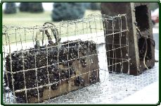 Concrete blocks and cage used to determine the effects of predation on zebra mussels