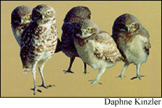 GIF -- Picture of Owls