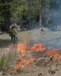Photo of Ponderosa pine forest fire with cheatgrass-dominated understory being managed