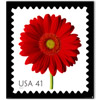 Red Gerbera Daisy Gicl&eacute;e Print