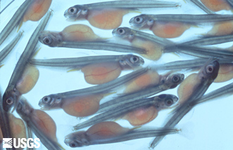 Image of young salmon fry infected with the kidney disease bacterium before they hatched from egg.