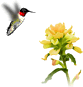 animation of a hummingbird pollinating a flower