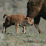 A bison calf runs alongside its mother.