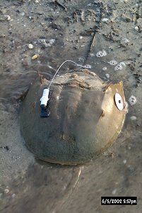 Radio button tag on horseshoe crab