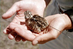 Two-day old greater Sage-grouse chick with a micro-transmitter attached to its back
