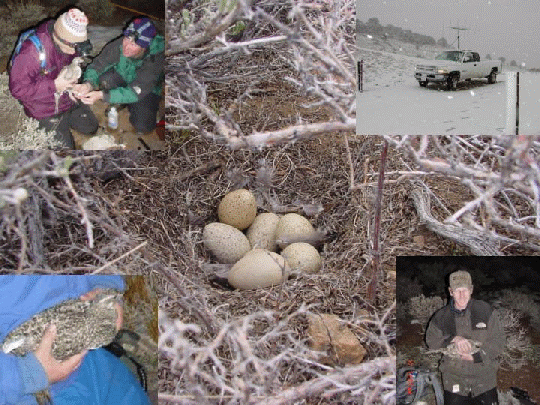 Photo of sage grouse nest