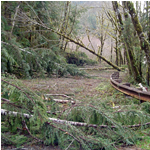 downed trees after storm