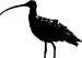 icon of a Long-billed Curlew