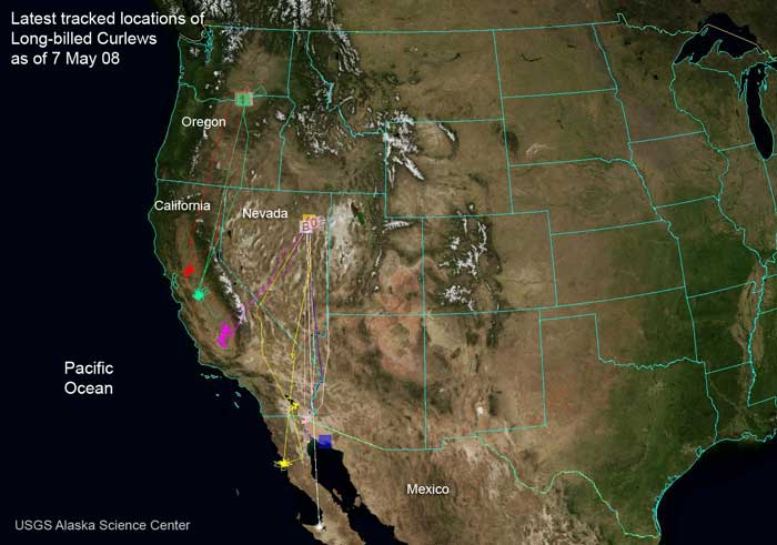 Overview of Long-billed Curlew locations in the United States and Mexico as of 7 May 08