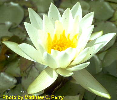 White waterlily