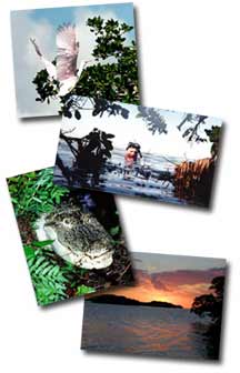 collage of photos including a bird, scuba diver, alligator, and sunset