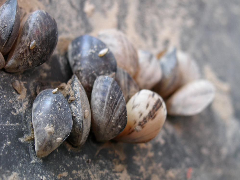 Quagga Mussels (Photo by David Britton)