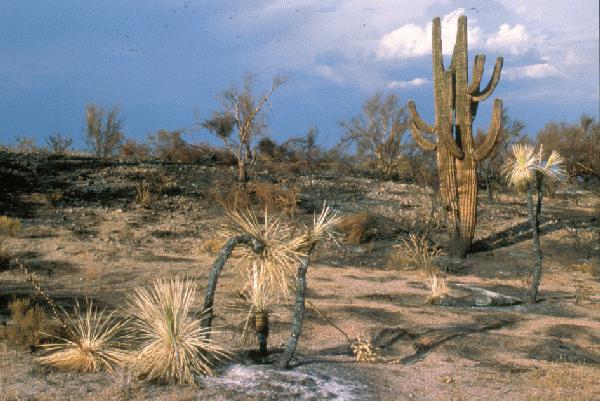 Burned saguaros and yuccas, 1995 Rio Fire in the Phoenix area