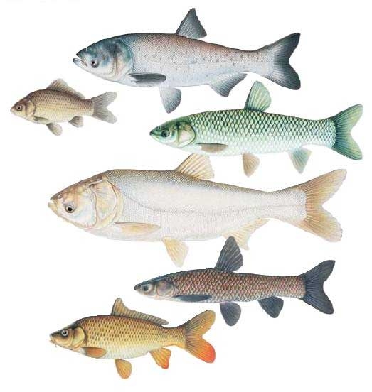 Carp ID Cover Image