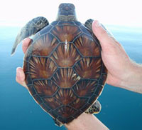 One of the smallest juvenile green turtles (Chelonia agassizii) captured thus far, August 2008, Dry 