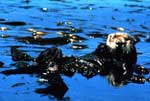 sea otter in ocean at time of oil spill