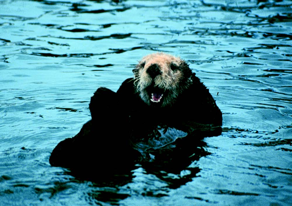 sea otter with its head poking out of the ocean