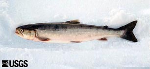 Photo of Arctic charr (Salvelinus alpinus).