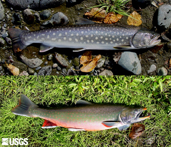 Shown are an adult Siberian white spotted char, or kundza (Salvelinus leucomaensis, top), and a pre-