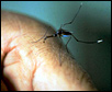 Malaria mosquito