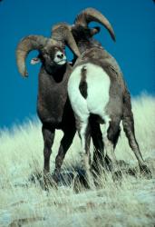 Bighorn sheep rams in Yellowstone National Park