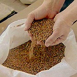 Grain in its many forms is a staple for most of the world's population