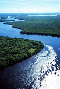 Aerial image of mangroves 