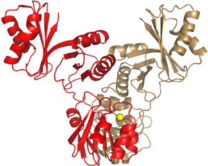 Structure of M. kandleri’s cytidine deaminase. The enzyme is formed when two identical subunits, shown in red and brown, mesh together. In this view, the upper part of the enzyme recognizes the tRNA target, while the smaller region below converts the cytidine (C) at position 8 into a uridine (U). The yellow sphere in the lower portion represents a zinc atom, which is necessary for the enzyme’s activity. Source: Lennart Randau and Dieter Soll