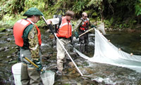 USGS scientists electrofishing on the Lookout Creek near the Blue River, OR. The fish they collected were analyzed for mercury content and added to the data base that the National Fish Mercury Model is based on.