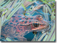 California red-legged frog (Rana draytonii)
