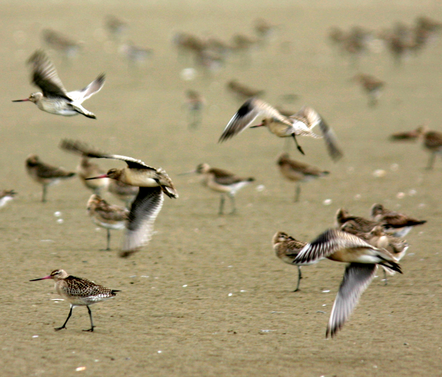 Bar-tailed Godwits Roosting