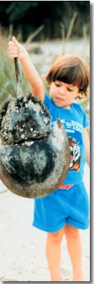 kid holding a horseshoe crab