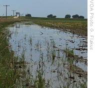 A flooded corn field in Iowa