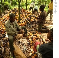 Local villagers work on their cocoa farm in Abo village near Ikom, Nigeria (Dec 2007 file photo)