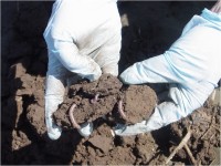 An example of earthworms found during the sifting process. Because earthworms continuously ingest soils, they could possibly serve as sentinel species that would be indicative of the biological uptake of emerging contaminants. The scientist is wearing gloves to prevent potential contamination of the sample by emerging contaminants that may be on the scientist's hands.  Many emerging contaminants being studied are in commonly used products, and thus additional precautions are required to prevent inadvertent sample contamination
