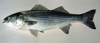 Striped bass