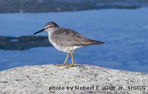 Wandering Tattler - photo by Robert Gill, Jr., USGS