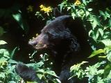 American black bear (Ursus americanus). Photo credit: John J. Mosesso, NBII.Gov