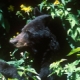 American black bear (Ursus americanus). Photo credit: John J. Mosesso, NBII.Gov