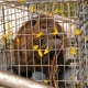 Nutria in cage. Photo credit: USGS