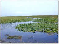 sawgrass marsh with spatterdock